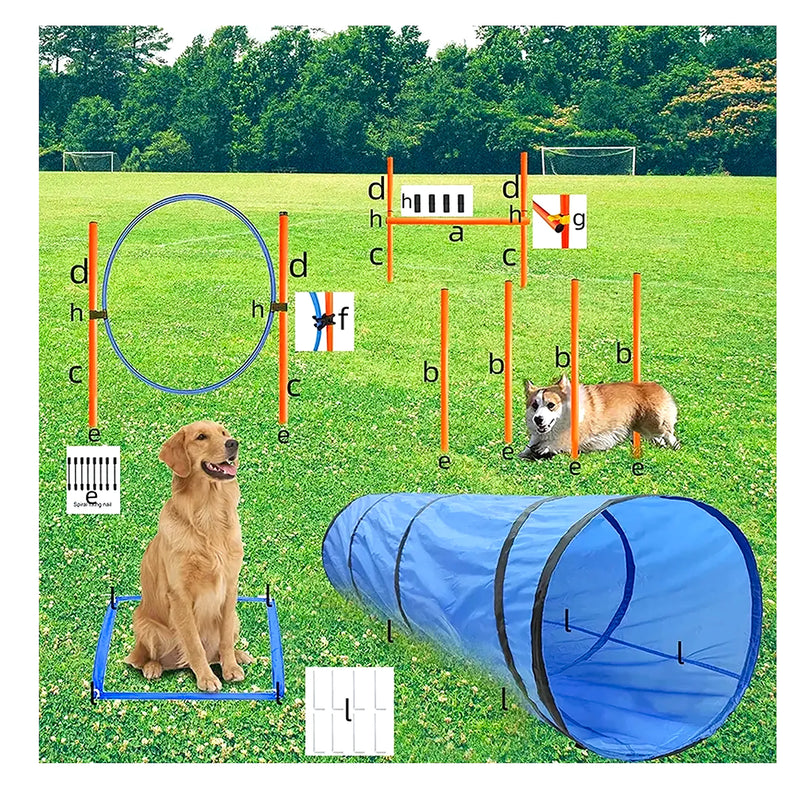 Equipos De Agilidad Perros Cursos De Obs - Varietas Chile - Santiago