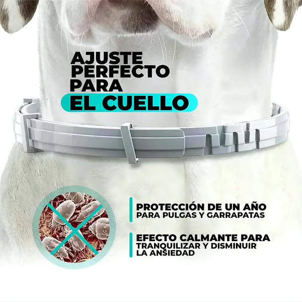 Collar Para Mascotas Antiparasitario - Varietas Chile - Santiago