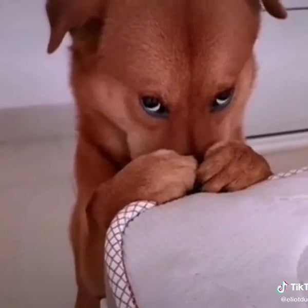 Recogedor De Excrementos De Perro Araña