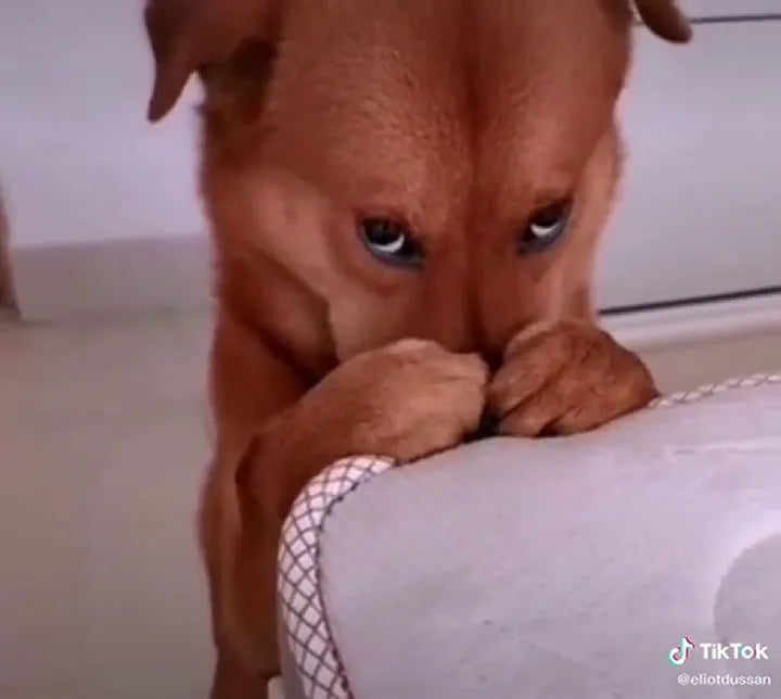 Recogedor De Excrementos De Perro Araña