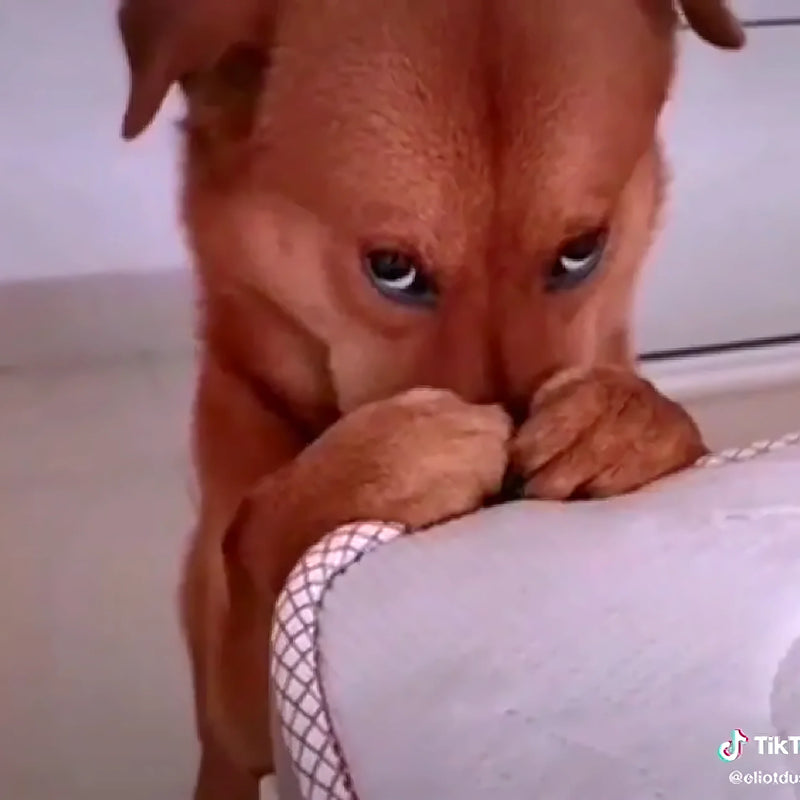 Recogedor De Excrementos De Perro Araña - Varietas Chile - Santiago