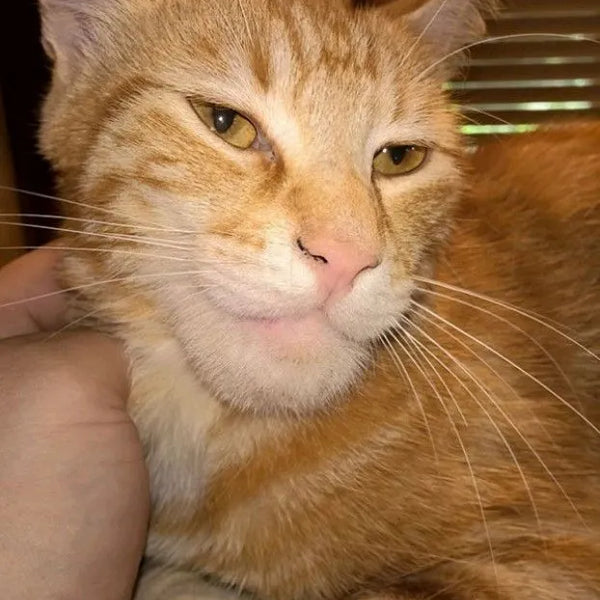 Juego Cubre Asiento Para Auto Premium