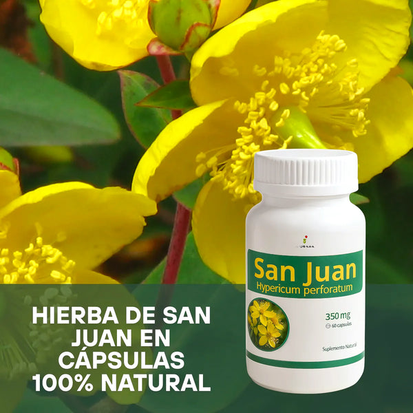 Antidepresivo Natural Hierba San Juan - Varietas Chile - Santiago