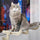 Cama Colgante Gato Pared Hamaca
