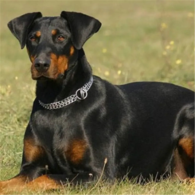 Collar Doble Canino Cromo Tamaño 50Cm