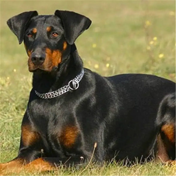 Collar Doble Canino Cromo Tamaño 50Cm - Varietas Chile - Santiago